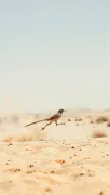 animal
