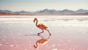 animal