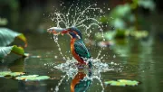 animal