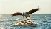 animal