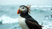 animal