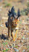 animal