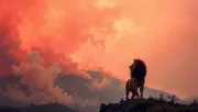 animal