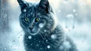 animal