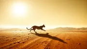animal