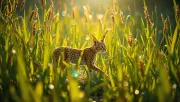 animal