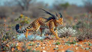 animal