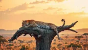 animal