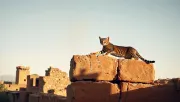animal