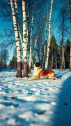 animal
