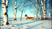 animal