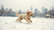 animal