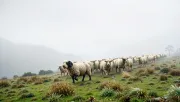 animal