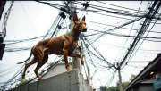 animal