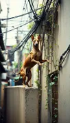 animal