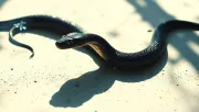 animal