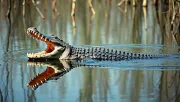 animal