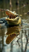 animal
