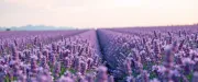 backgrounds
