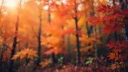 backgrounds