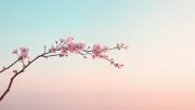 backgrounds
