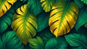 backgrounds
