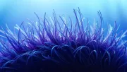 backgrounds