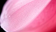 backgrounds