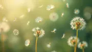 backgrounds