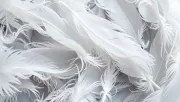 backgrounds