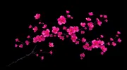 backgrounds