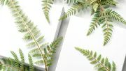backgrounds