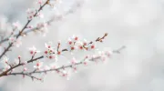 backgrounds