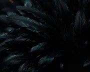 backgrounds