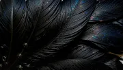 backgrounds
