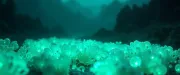 backgrounds