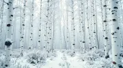 backgrounds