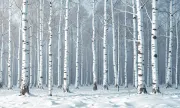 backgrounds