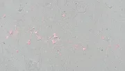 backgrounds