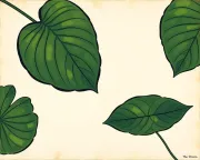 backgrounds