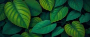 backgrounds