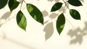 backgrounds