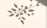 backgrounds