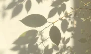 backgrounds