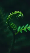 backgrounds