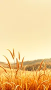 backgrounds