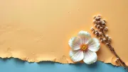 backgrounds