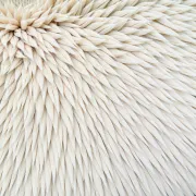 backgrounds