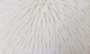 backgrounds