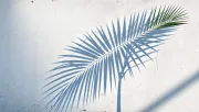 backgrounds